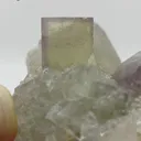 specimen video