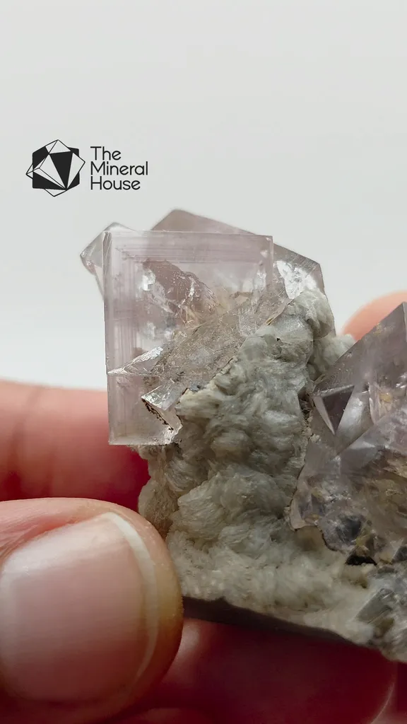 specimen video