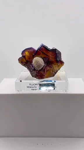 specimen video