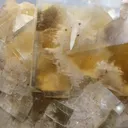 specimen video