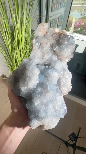 specimen video