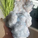 specimen video