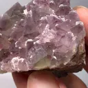 specimen video