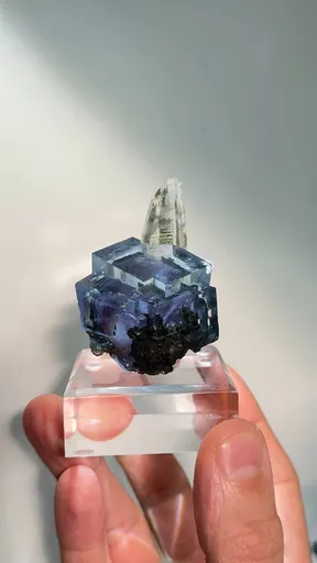 specimen video