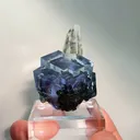 specimen video