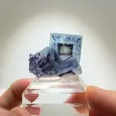 specimen video