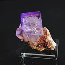 specimen video