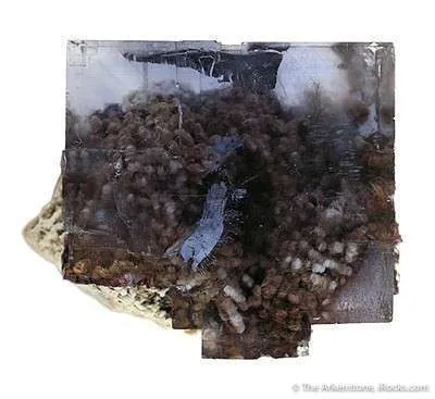 Fluorite on Baryte - image 3