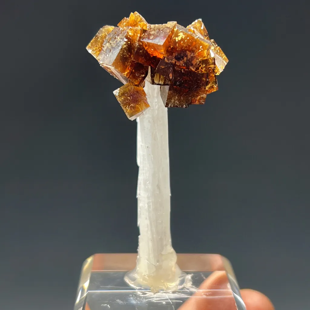 Fluorite on Celestite image