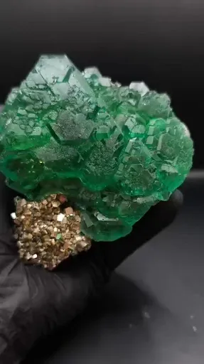 specimen video