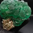 specimen video