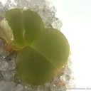 Fluorite on Quartz - image 2