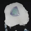 specimen video