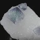 specimen video