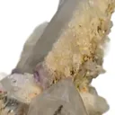 specimen video