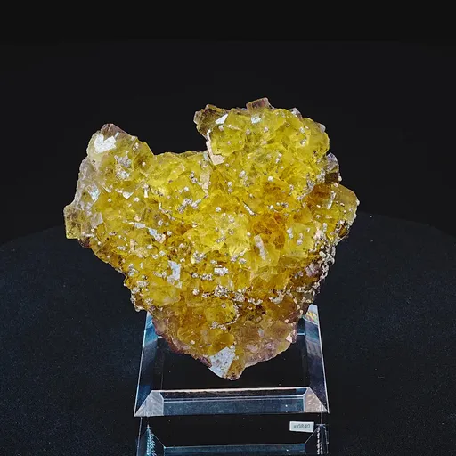 specimen video