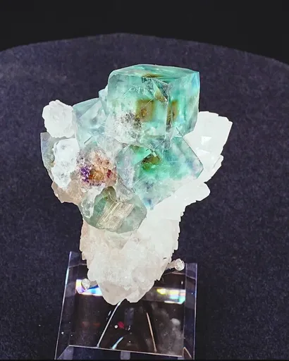specimen video