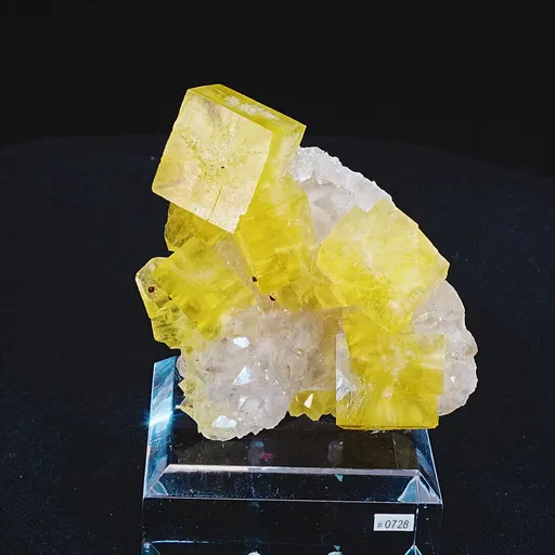 specimen video