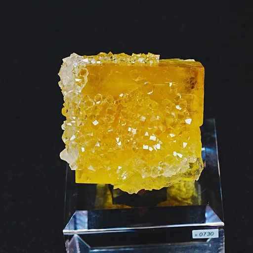 specimen video