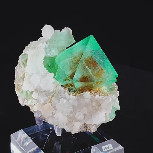 specimen video