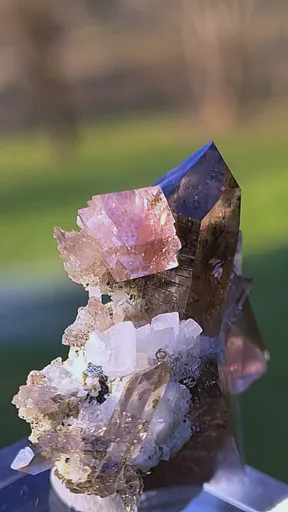 specimen video