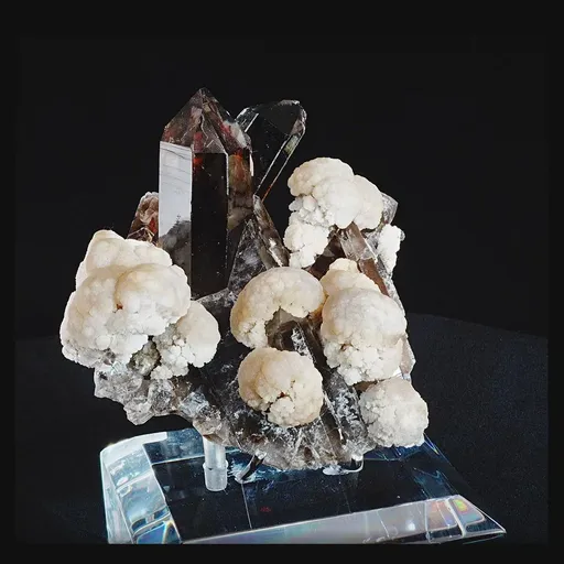 specimen video