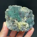 specimen video