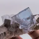 specimen video