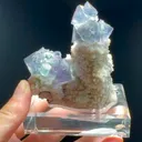 specimen video