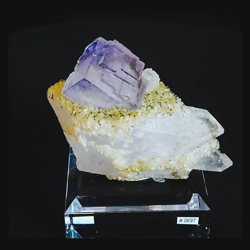 specimen video