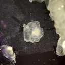 Fluorite with Barite - image 6