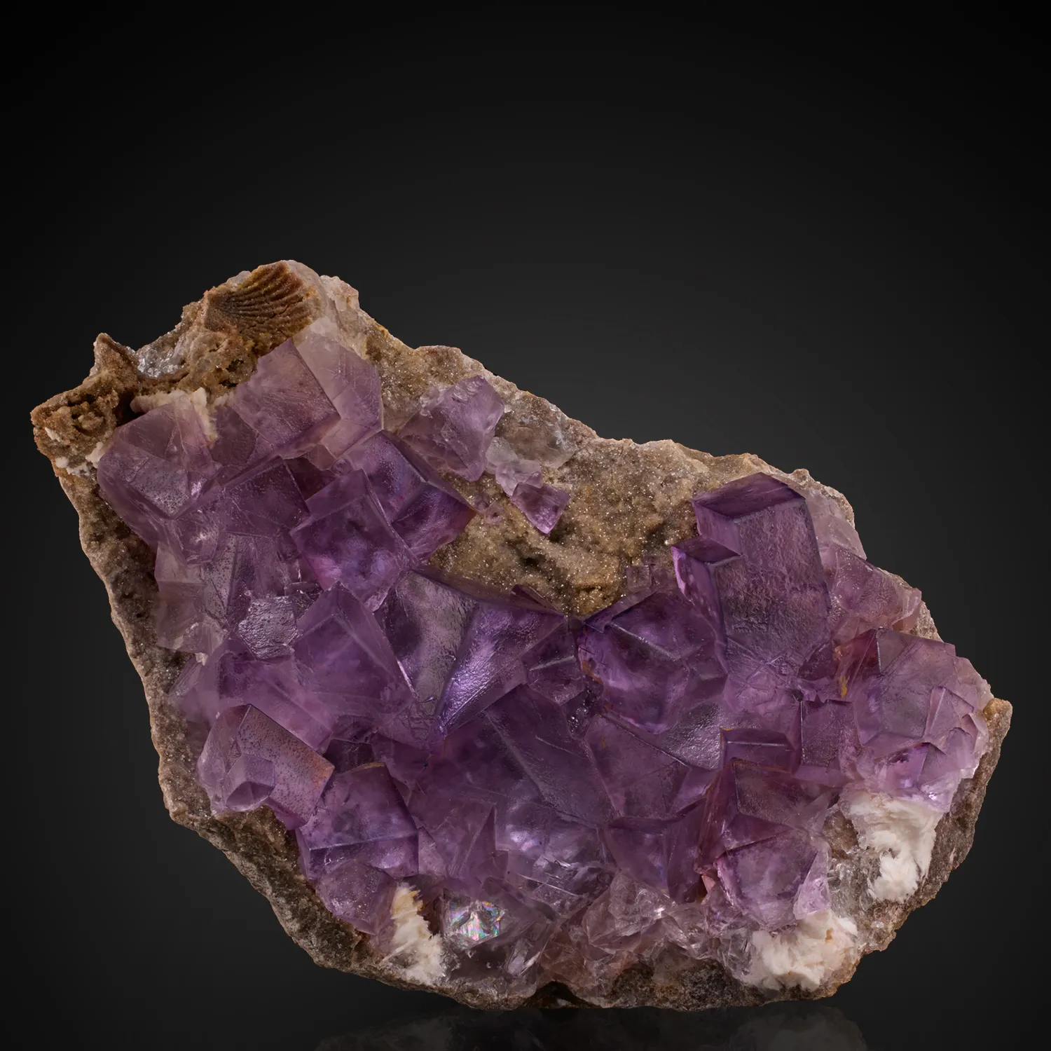 Fluorite with Bracciopod - image 1