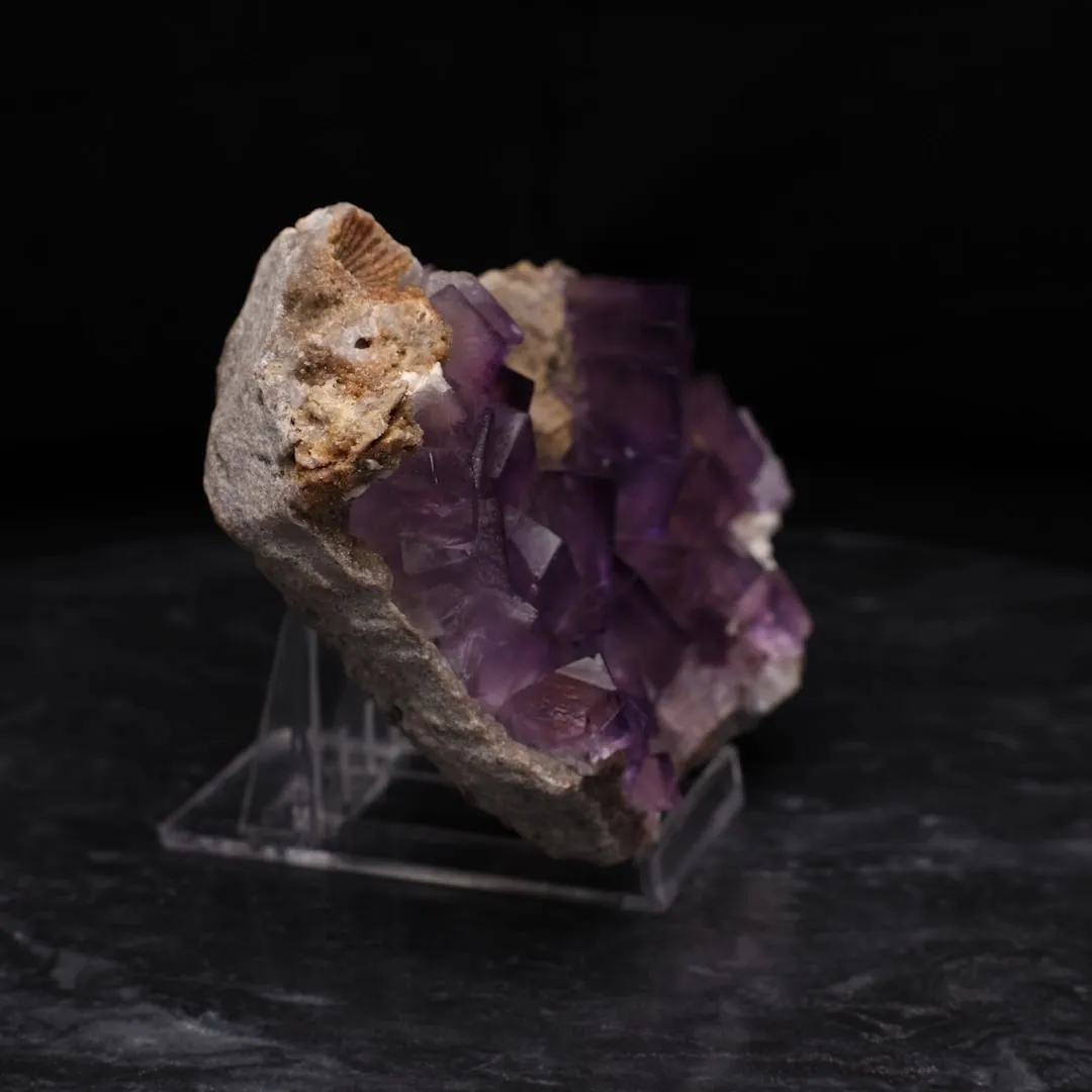 Fluorite with Bracciopod - image 2
