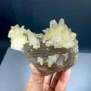 specimen video