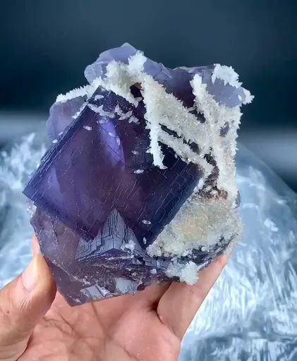 specimen video