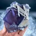 specimen video