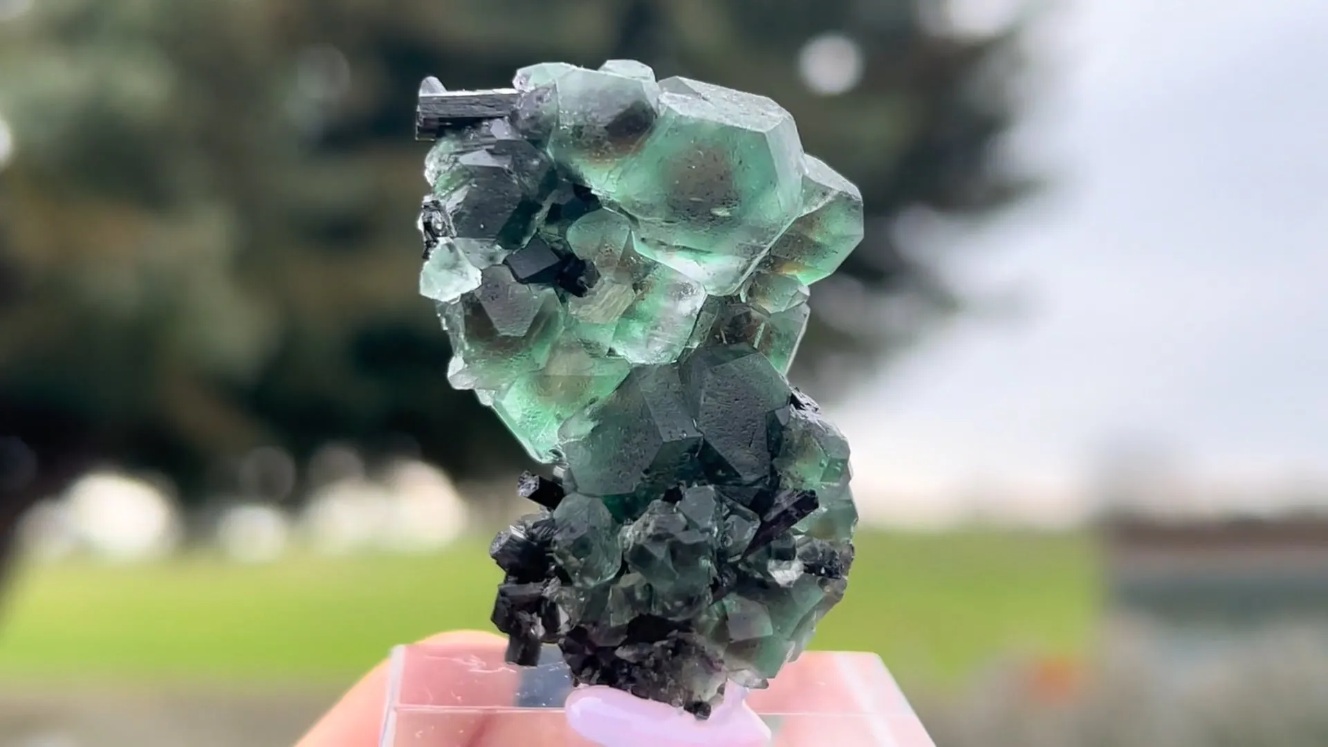 Fluorite with Schorl Tourmaline - image 5