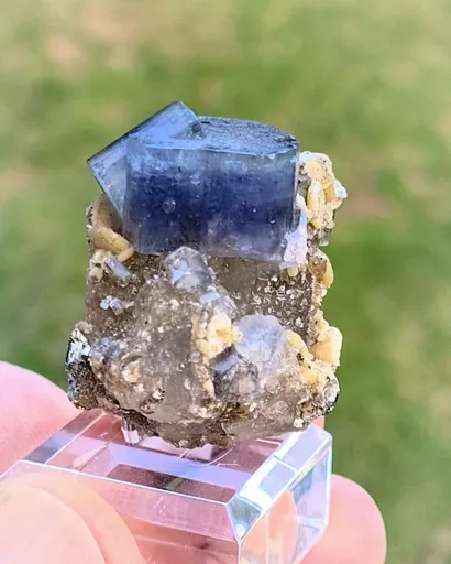 specimen video