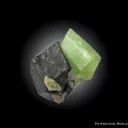 Forsterite var. Peridot on Magnetite - image 2