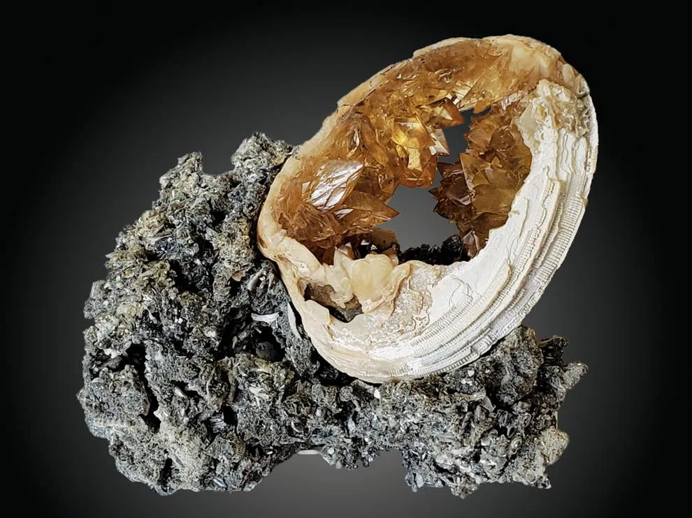 fossil clam shell, Calcite - image 1
