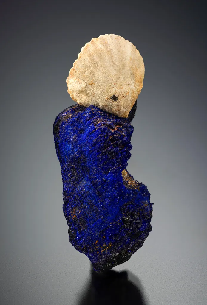 Fossil Shell on Calcite image