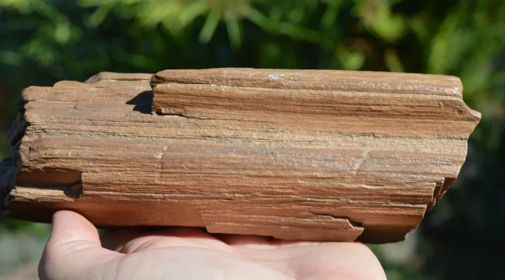 Fossil wood 1200 grams - Timimoun, Timimoun District, Timimoun Province, Algeria - image 5