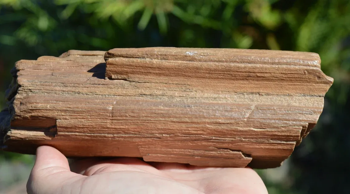Fossil wood 1200 grams - Timimoun, Timimoun District, Timimoun Province, Algeria - image 5