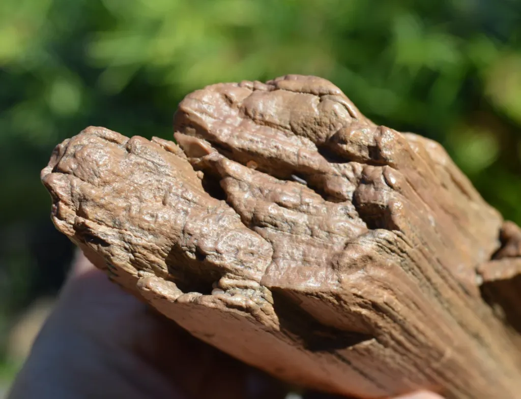 Fossil wood 1200 grams - Timimoun, Timimoun District, Timimoun Province, Algeria - image 4