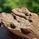 Fossil wood 1200 grams - Timimoun, Timimoun District, Timimoun Province, Algeria - image 4