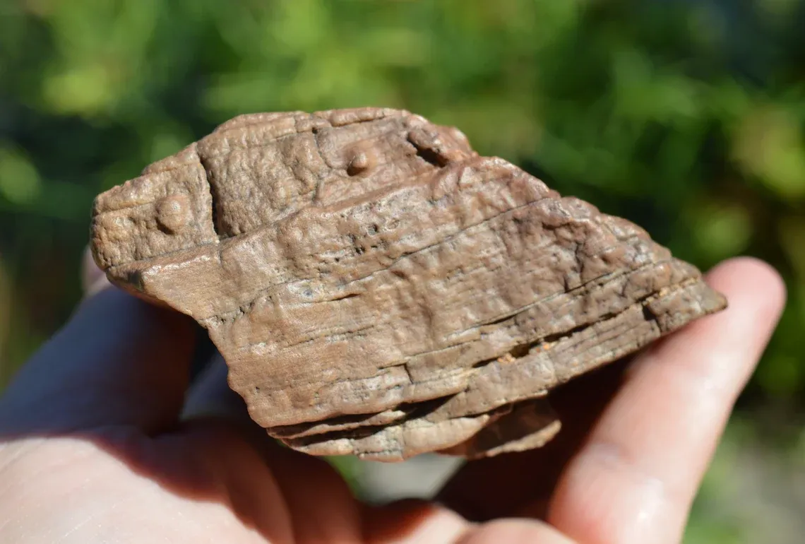Fossil wood 1200 grams - Timimoun, Timimoun District, Timimoun Province, Algeria - image 2