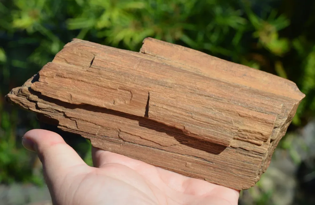 Fossil wood 1200 grams - Timimoun, Timimoun District, Timimoun Province, Algeria - image 3