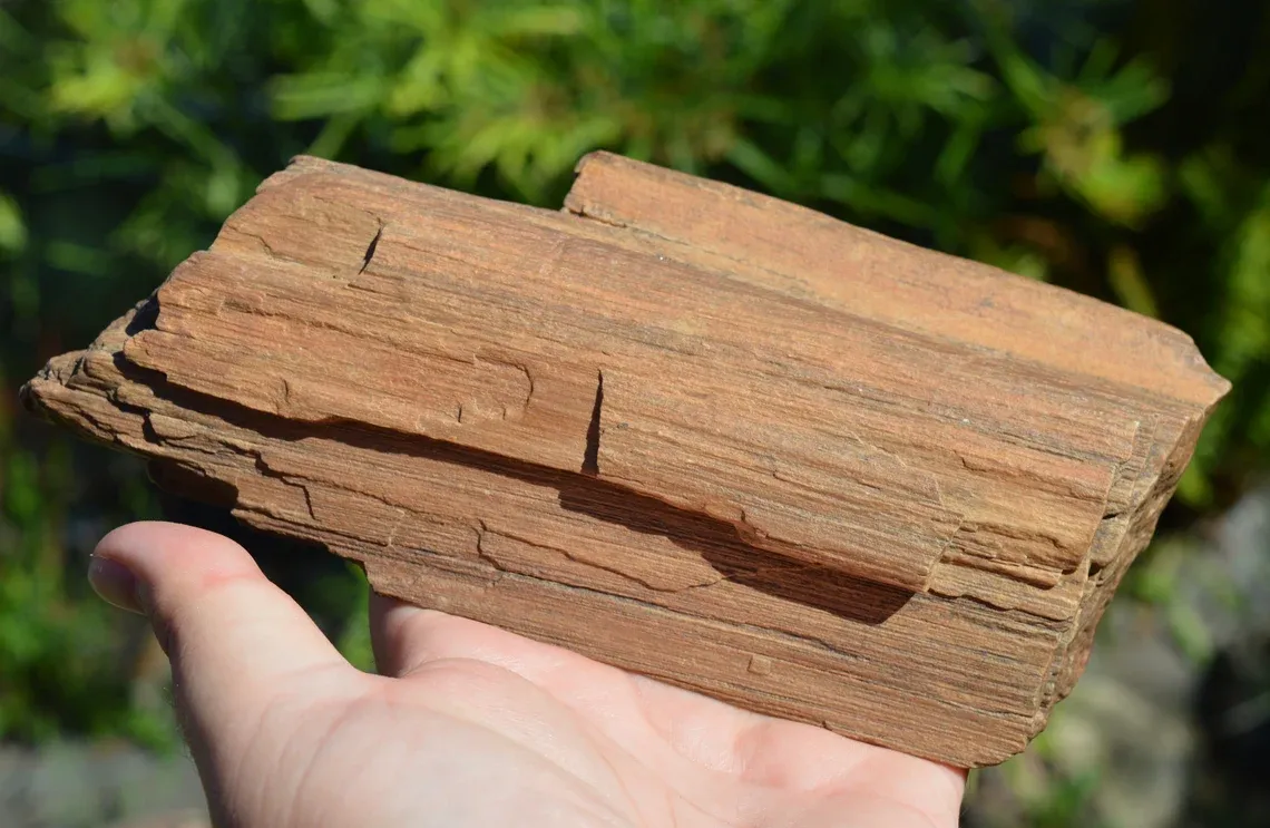 Fossil wood 1200 grams - Timimoun, Timimoun District, Timimoun Province, Algeria - image 3