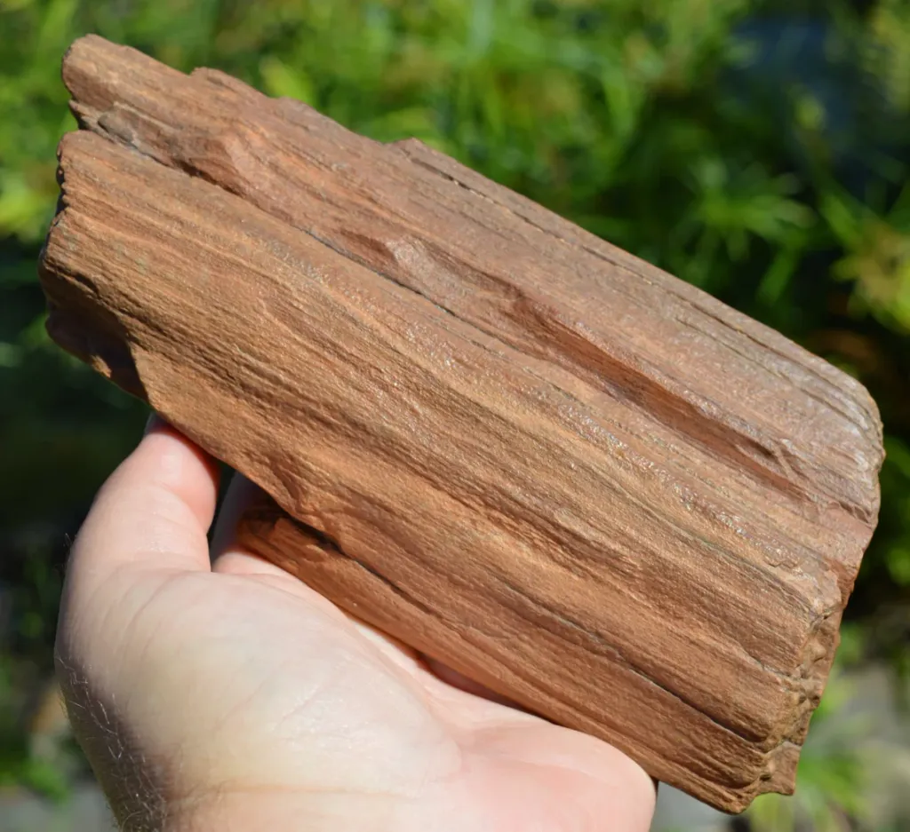 Fossil wood 1200 grams - Timimoun, Timimoun District, Timimoun Province, Algeria image
