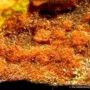 Fourmarierite With Becquerelite on Uraninite - image 2